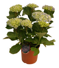 Hortensia 21 cm potte
